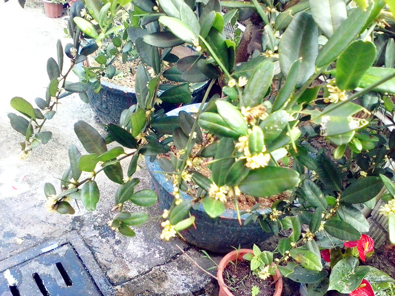 IMG_20130609_100732241_副本.jpg