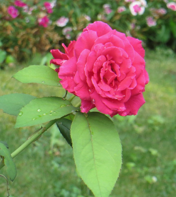 IMG_0001_4063.jpg