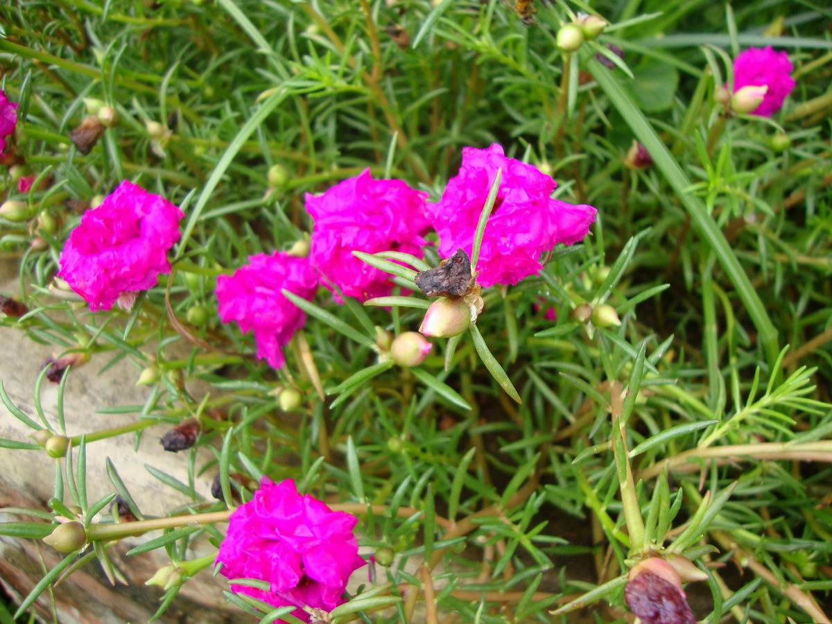 DSC01672.JPG
