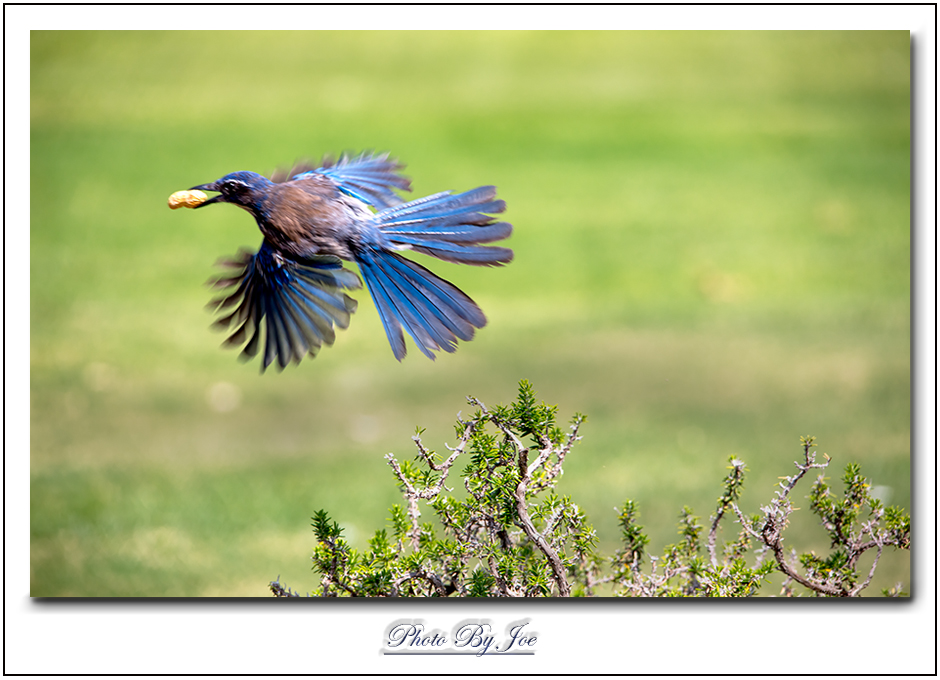 JOE4567-2.jpg