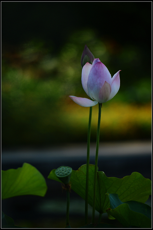 DSC_2530.jpg