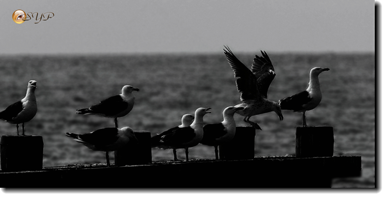 DSC01004_.jpg