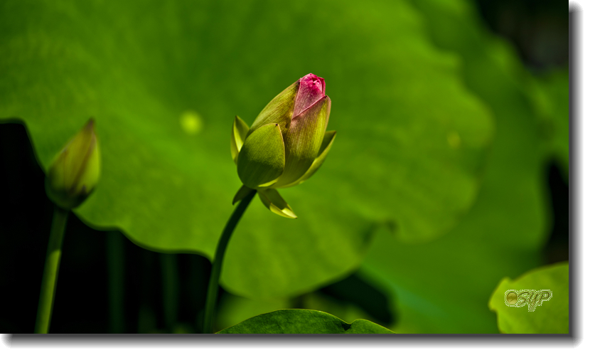_DSC3815A.jpg
