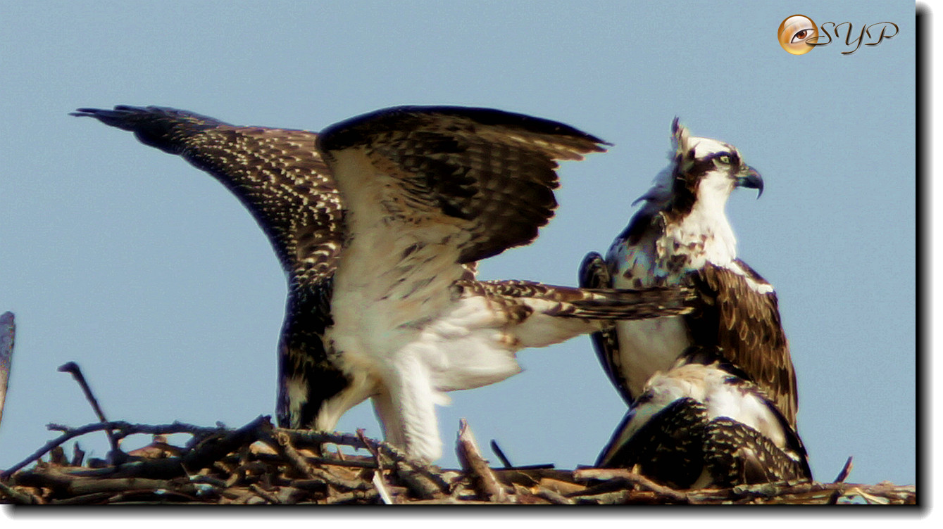 DSC00987_.jpg