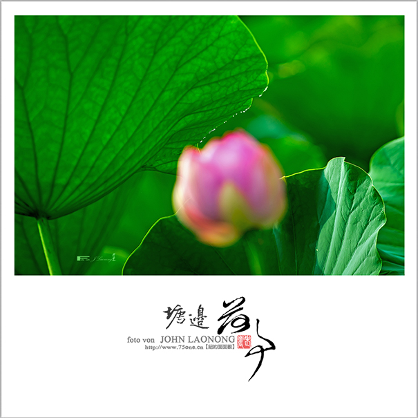 f751DSD_7164.jpg