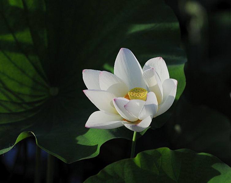 untitled.1028sen.jpg