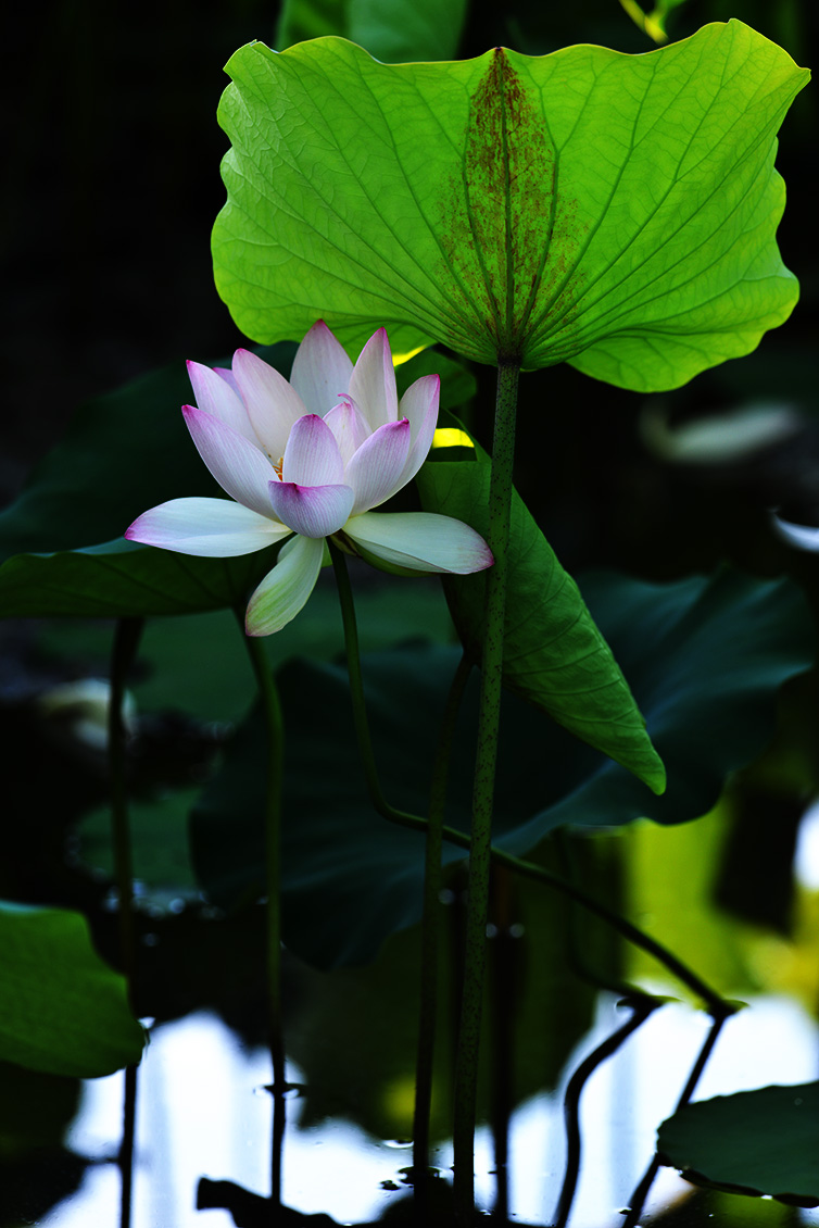 DSC_5485 copygif.jpg