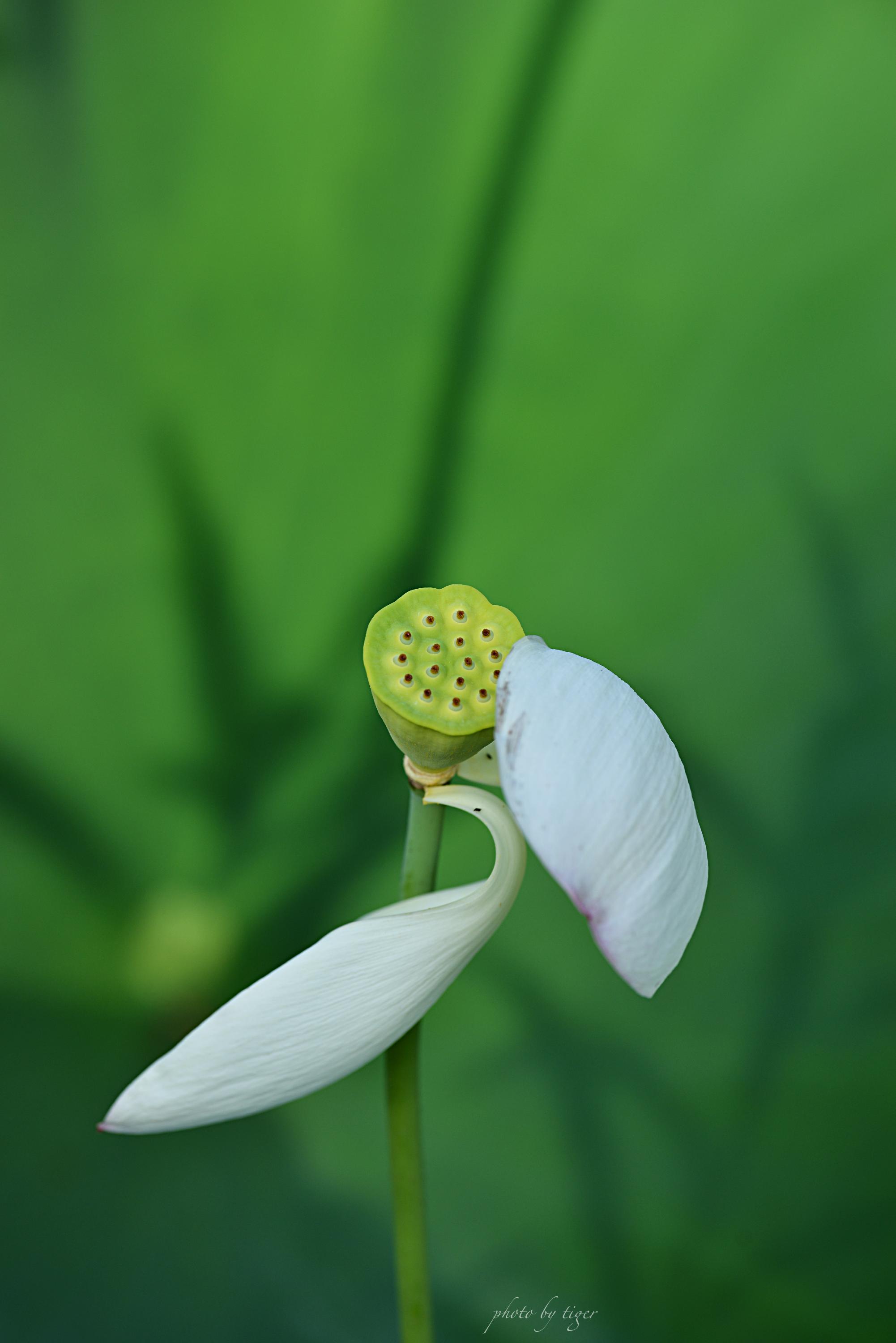 untitled.5494a.jpg
