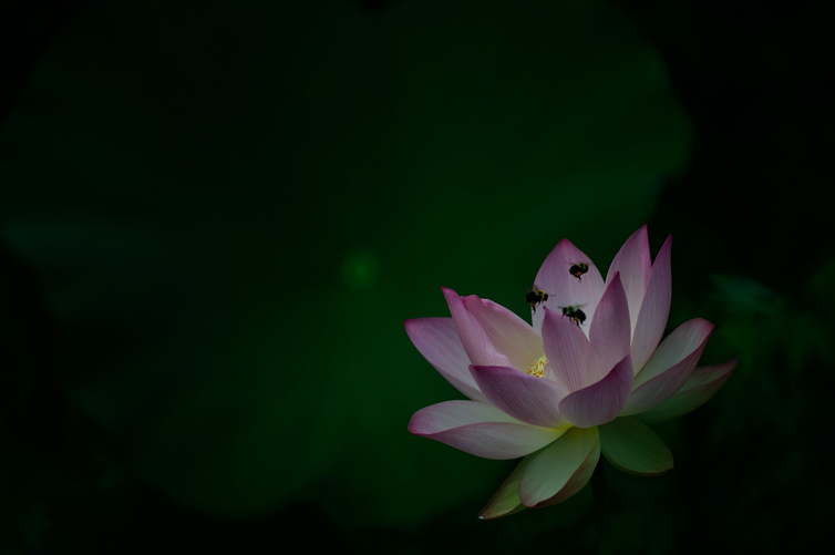 DSC_1342.jpg