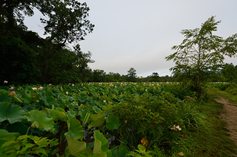 DSC_1286.jpg