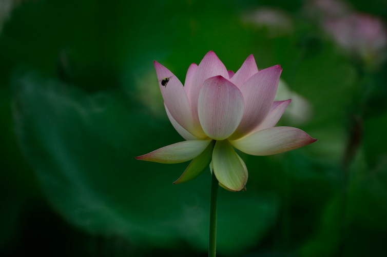 DSC_1307.jpg