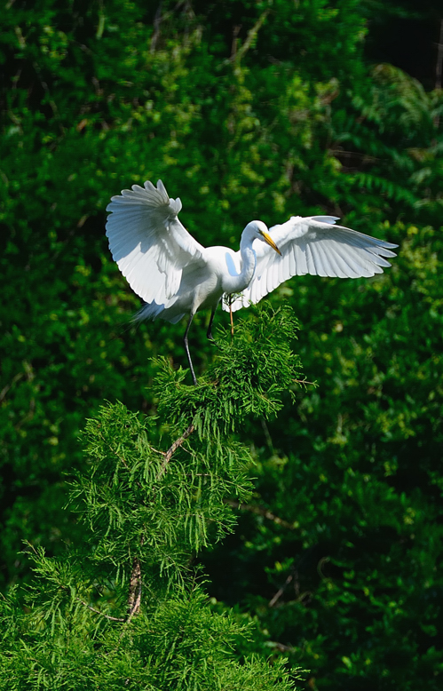 DSC_94871.jpg
