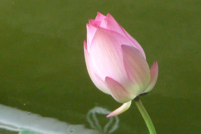 P1090324_.jpg