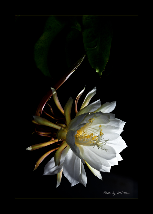 DSC_8705C.jpg