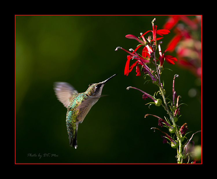 DSC_5691C.jpg