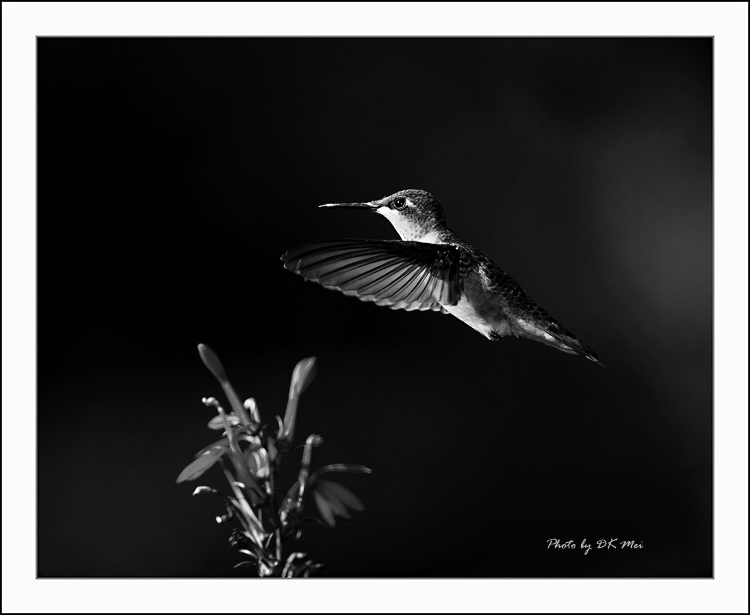 DSC_5683C.jpg