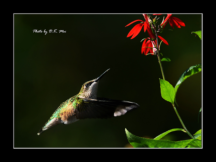 DSC_5698C.jpg