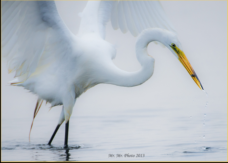 DSC_8399C.jpg