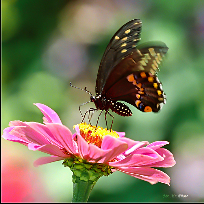 Butterfly 12.jpg