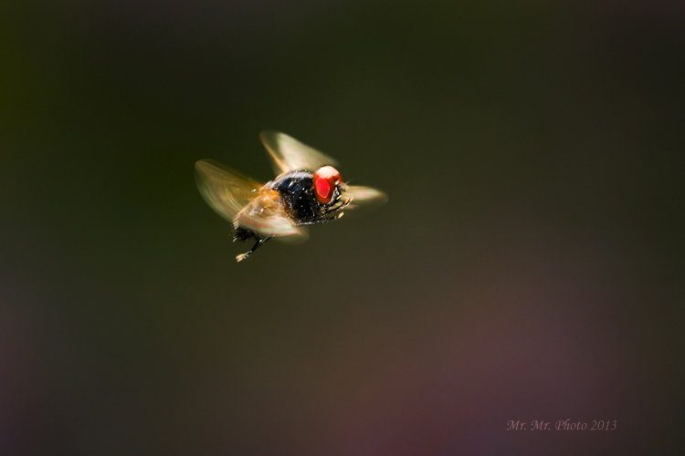 DSC_8761C.jpg