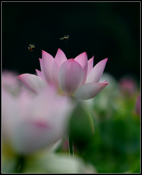 2013-2-2 Flowers 317_.jpg