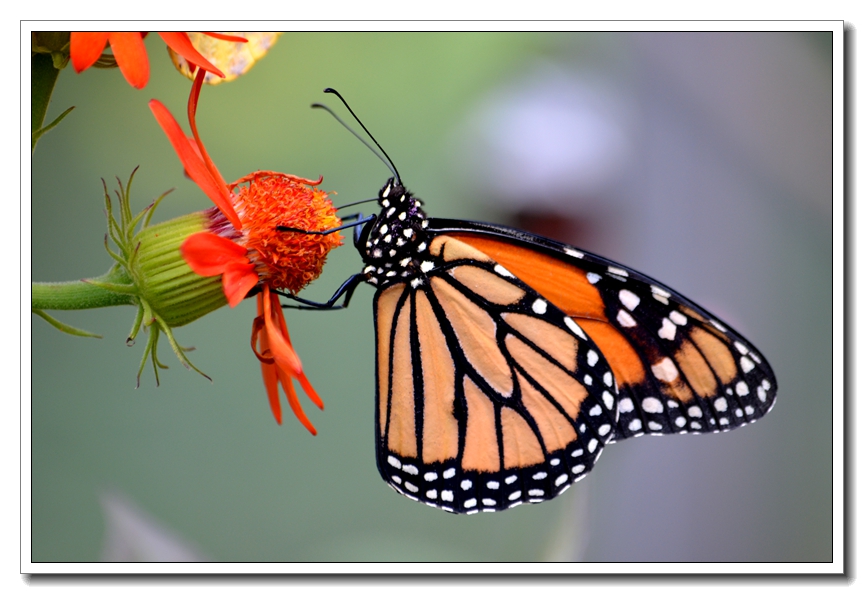 6-17-2012 Butterfly 041_����.jpg