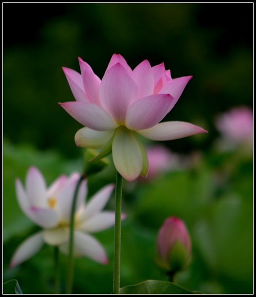 2013-2-2 Flowers 296_.jpg