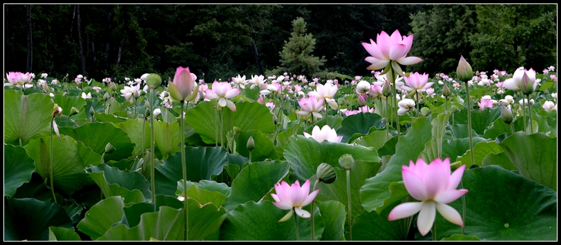 2013-2-2 Flowers 291_.jpg