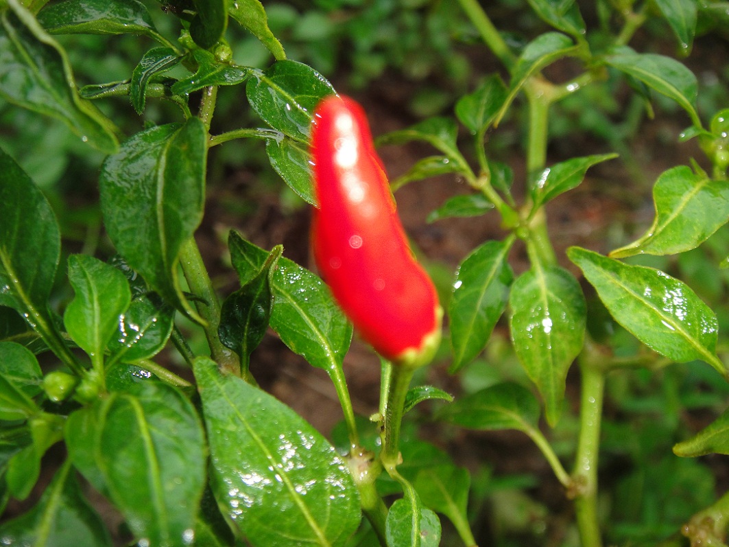 DSC08595.JPG