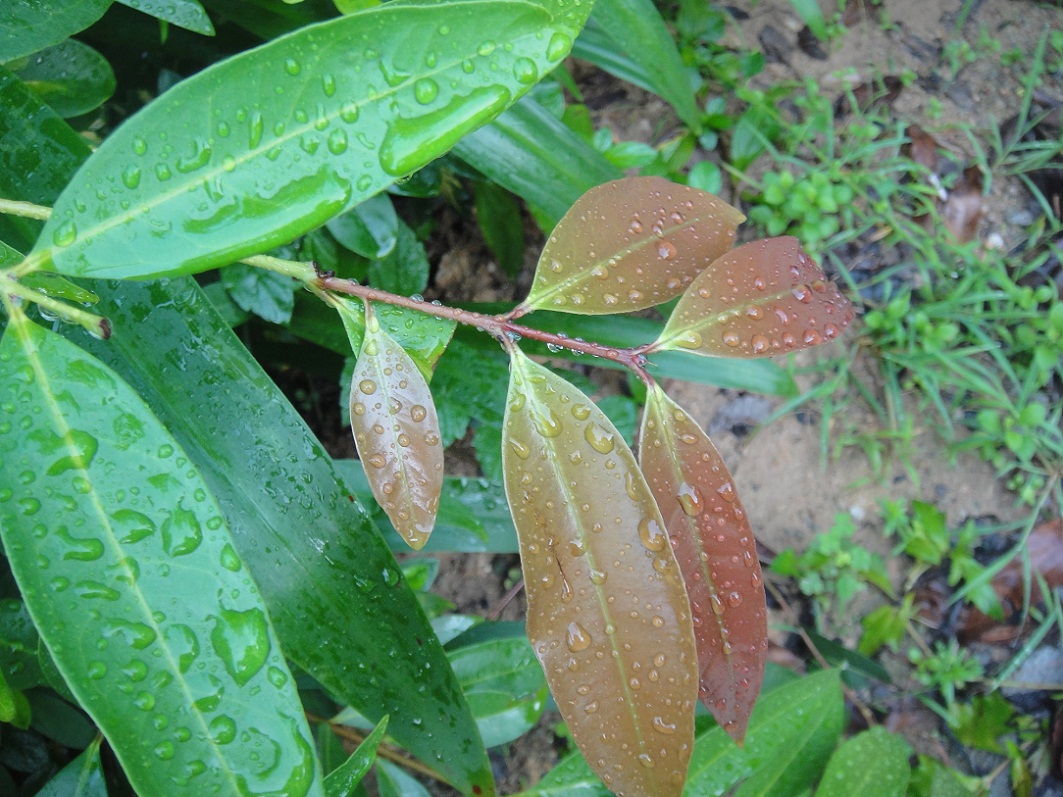 DSC08646.JPG