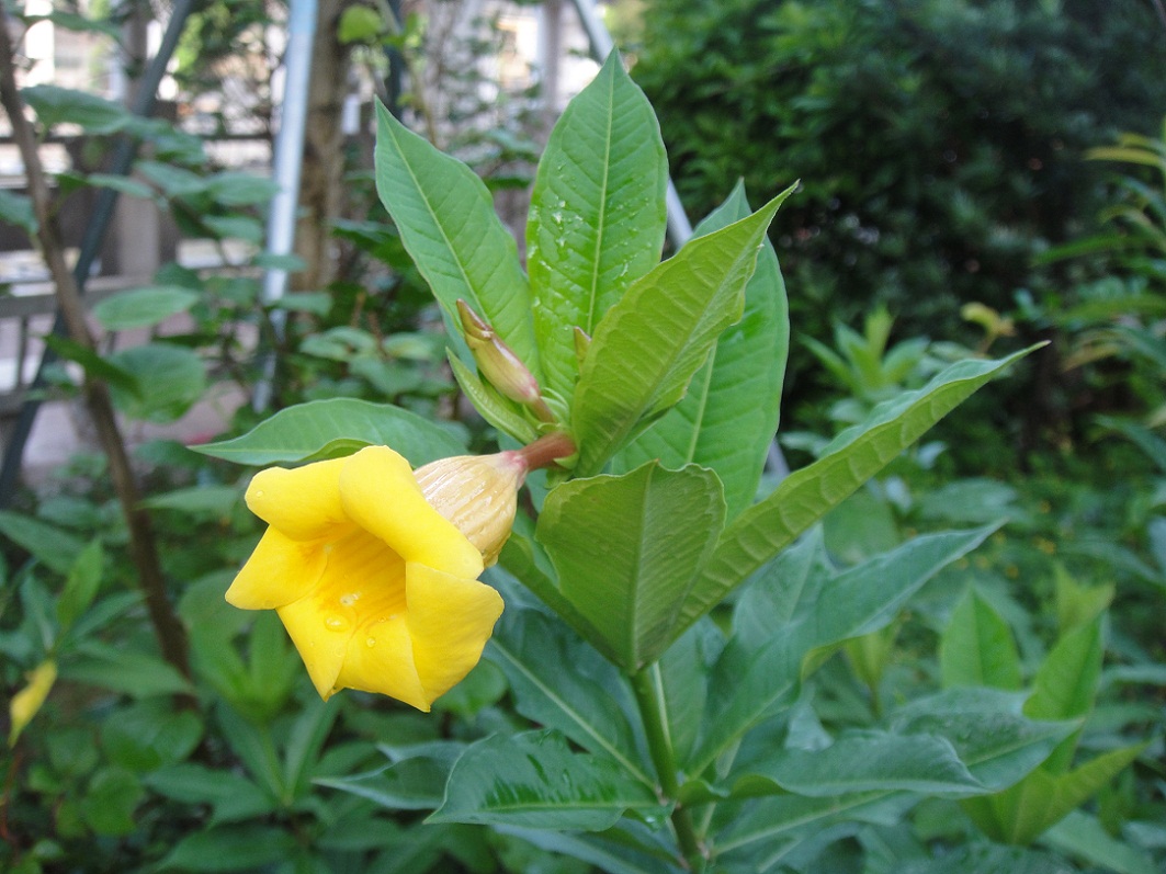 DSC08649.JPG