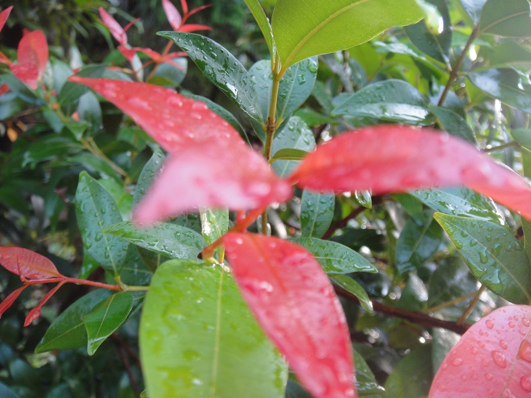 DSC08630.JPG