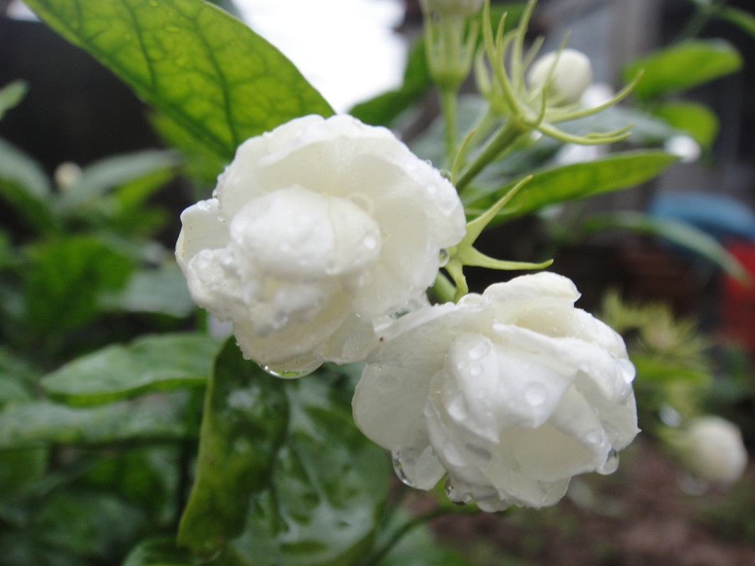 DSC08601.JPG