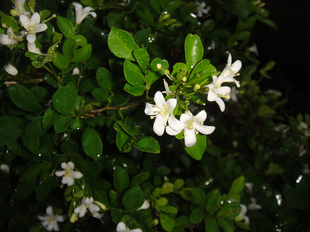 DSC08581.JPG
