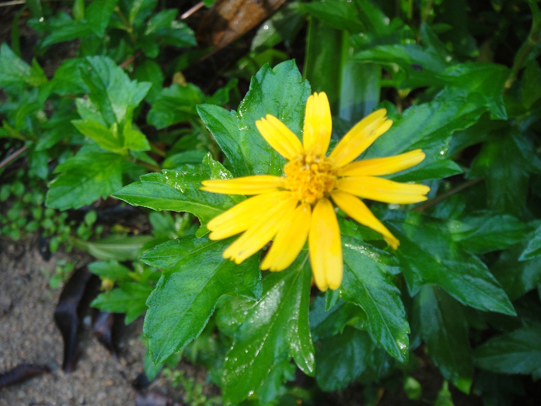 DSC08643.JPG
