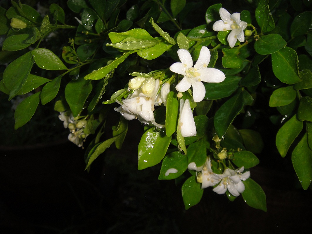 DSC08582.JPG