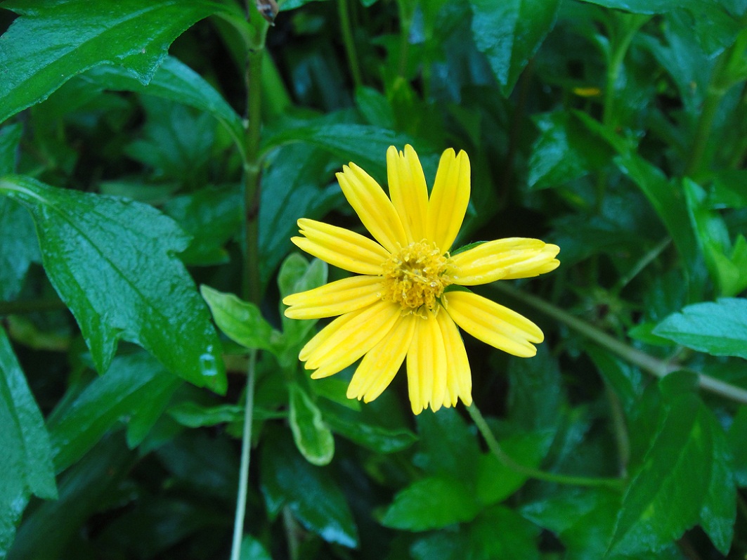 DSC08642.JPG