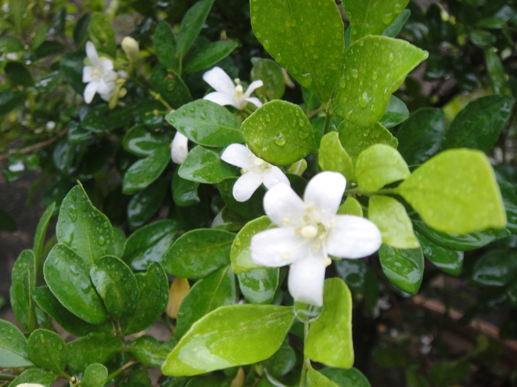 DSC08600.JPG