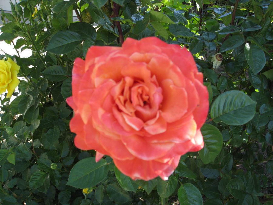 IMG_2345.JPG