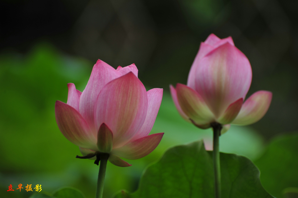 DSC_8896.JPG