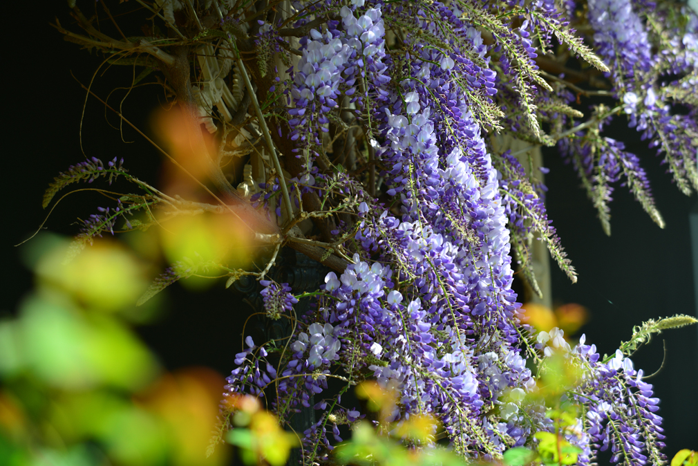 DSC_6726 - .jpg