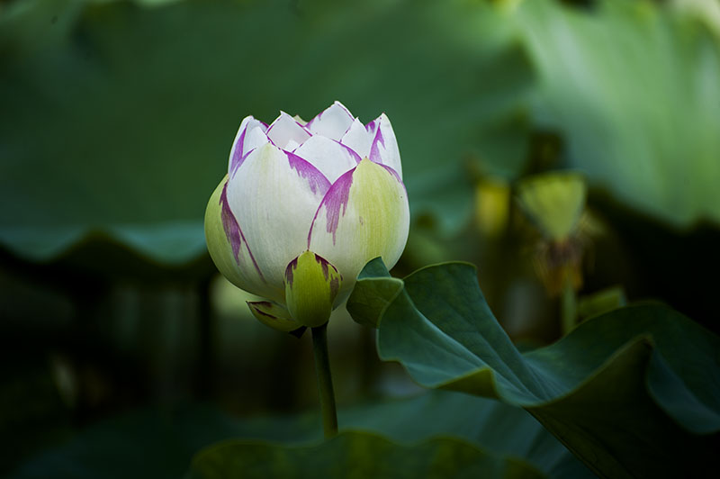 DSC_7342.jpg