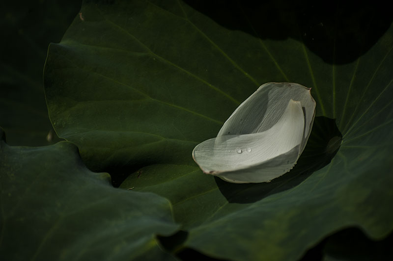 DSC_7360.jpg