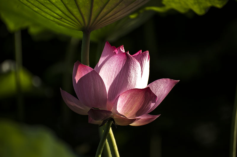 DSC_7258.jpg