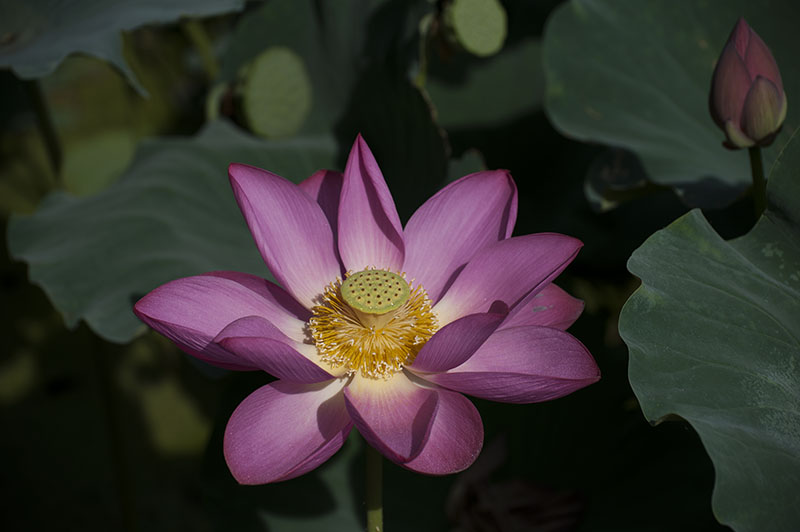 DSC_7371.jpg