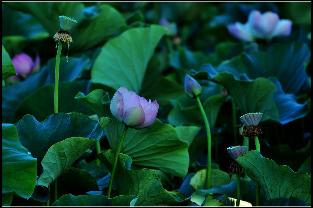 DSC_3562.jpg