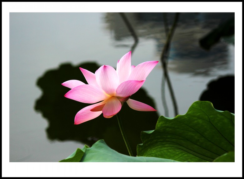 IMG_1161_conew1.jpg