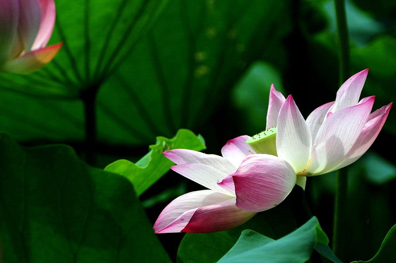 DSC_7898.jpg