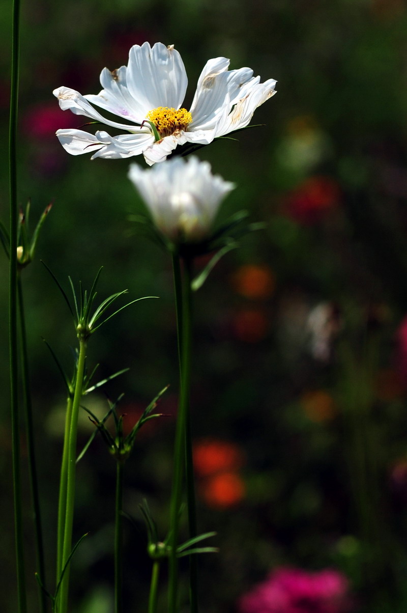 DSC_8116.jpg
