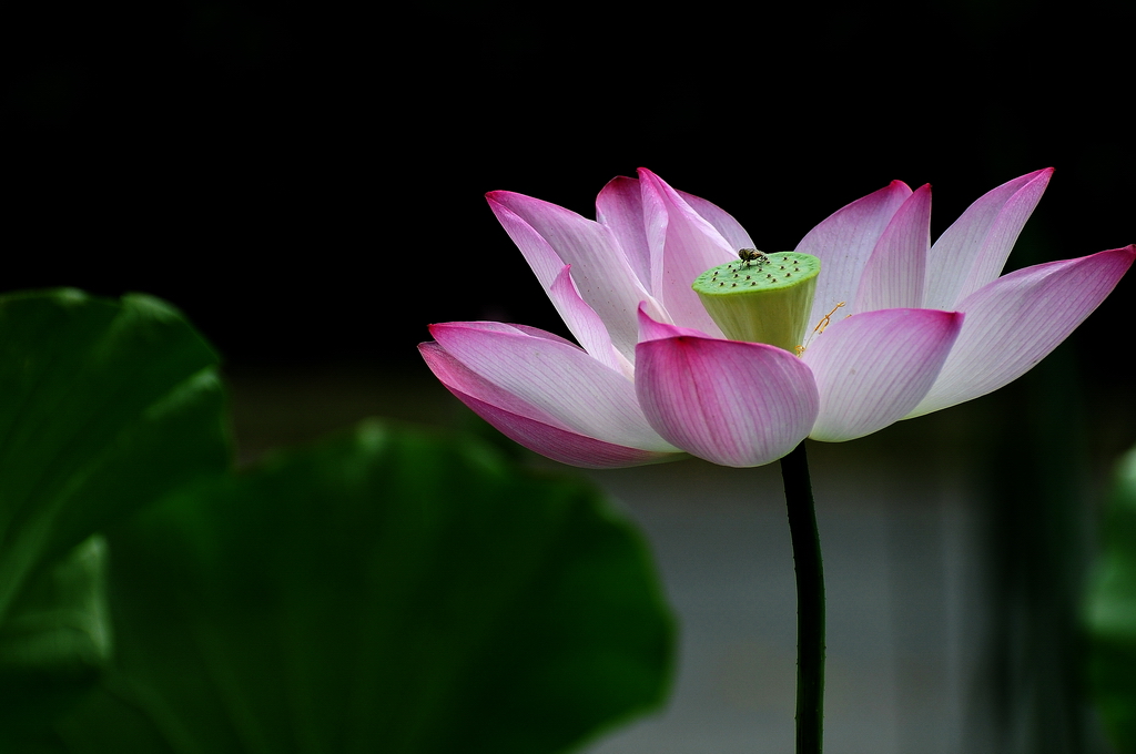 DSC_7904A.jpg